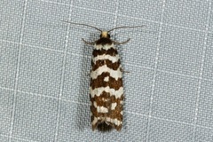 Paracochylis amoenana