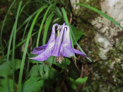 Aquilegia dumeticola
