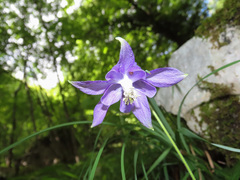 Aquilegia dumeticola