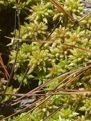 Sphagnum perichaetiale