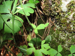 Aquilegia dumeticola
