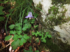 Aquilegia dumeticola