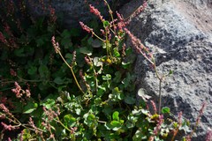 Rumex scutatus