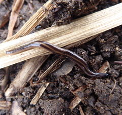 Othelosoma hepaticarum