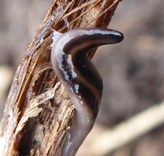 Othelosoma hepaticarum