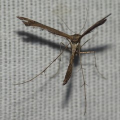 Anstenoptilia marmarodactyla
