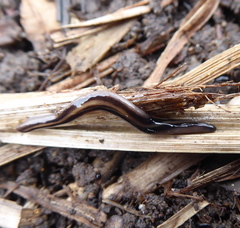 Othelosoma hepaticarum