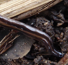 Othelosoma hepaticarum