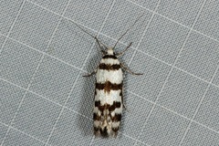 Philobota impletella