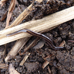 Othelosoma hepaticarum