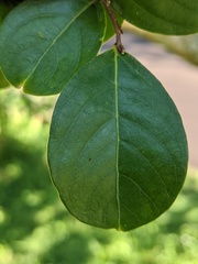 Lagerstroemia indica