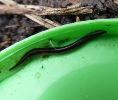 Othelosoma hepaticarum