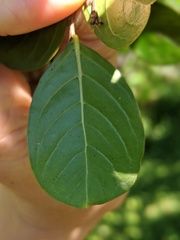 Lagerstroemia indica