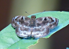 Quadrus u-lucida mimus
