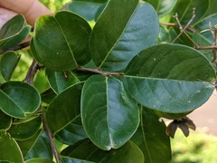 Lagerstroemia indica