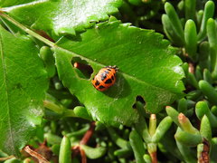 Harmonia axyridis