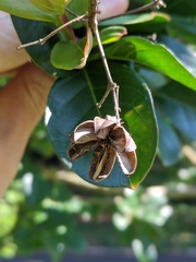 Lagerstroemia indica