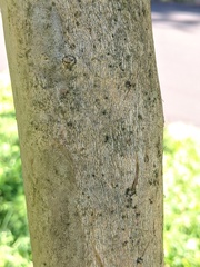 Lagerstroemia indica