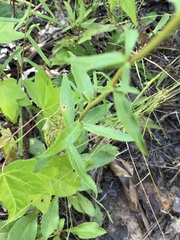 Sericocarpus asteroides