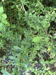 Berberis thunbergii