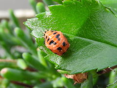 Harmonia axyridis