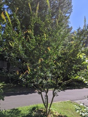 Lagerstroemia indica