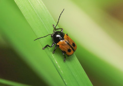 Cryptocephalus imperialis