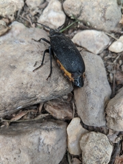 Prionus laticollis