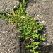 Herniaria glabra - Photo AnRo0002, sin restricciones conocidas de derechos (dominio publico)