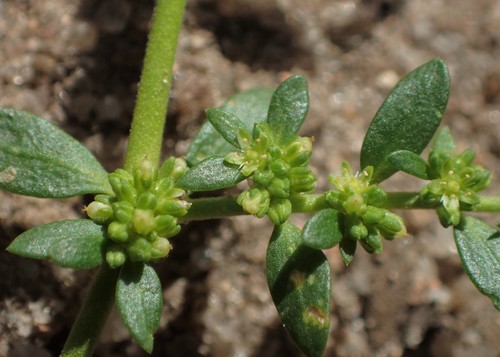 Plikasis skleistenis nuotrauka