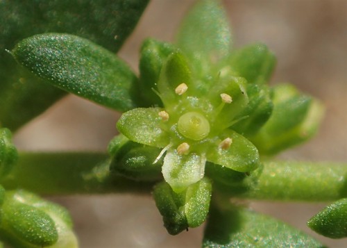 Plikasis skleistenis nuotrauka