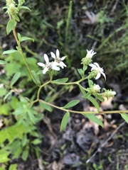 Sericocarpus asteroides