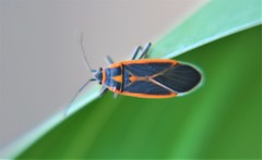 Melacoryphus circumlitus