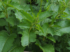 Rumex obtusifolius
