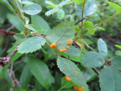 Phragmidium mucronatum