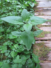 Stachys chamissonis cooleyae