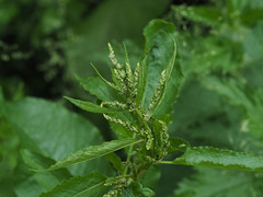 Rumex obtusifolius