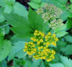 Thaspium barbinode