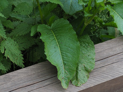 Rumex obtusifolius