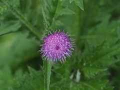 Carduus crispus