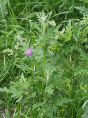 Carduus crispus