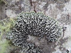 Menegazzia