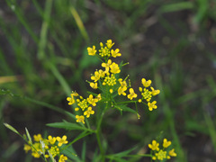 Rorippa sylvestris