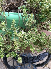 Thymus × citriodorus