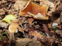 Rhodophana nitellina