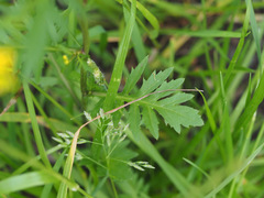 Rorippa sylvestris