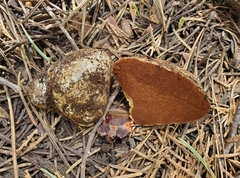 Cortinarius lilacinoides