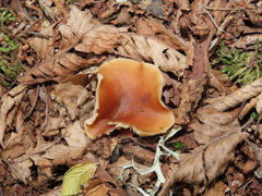 Rhodophana nitellina