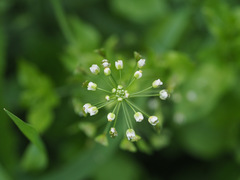 Capsella bursa-pastoris