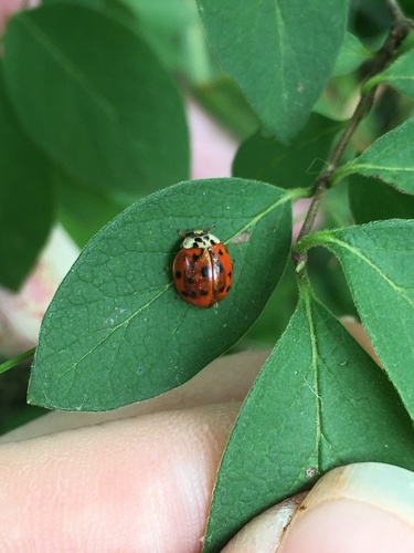 Asian Lady Beetle photographed in West Virginia